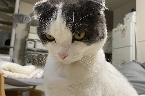 掃除機に怒るかわいい猫ちゃん