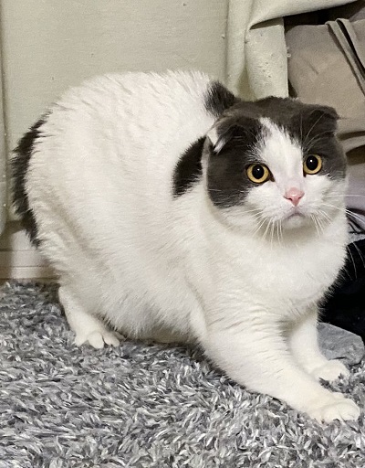 掃除機に怒るかわいい猫ちゃん