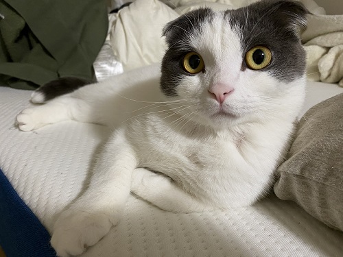 掃除機に怒るかわいい猫ちゃん