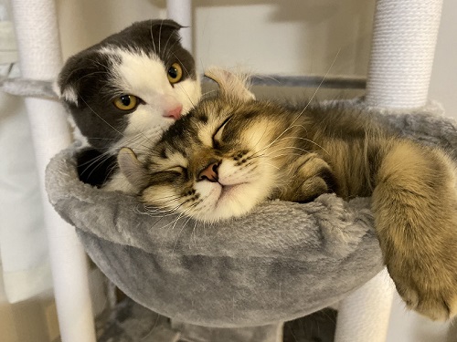 掃除機に怒るかわいい猫ちゃん