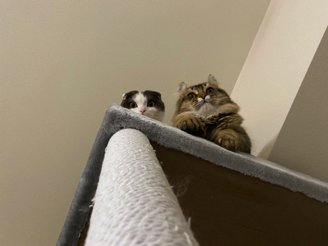 掃除機に怒るかわいい猫ちゃん