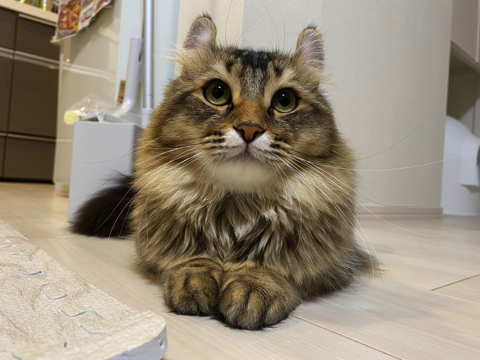 掃除機に怒るかわいい猫ちゃん