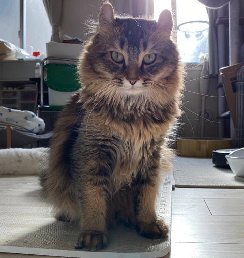 掃除機に怒るかわいい猫ちゃん