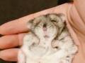 ハムスターがシワシワおじいちゃんに……!?　毛づくろい中のハムスターがまさかの変身