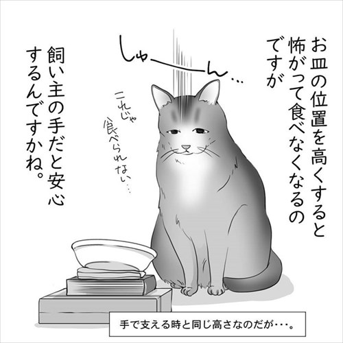 猫の直さん