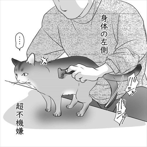 猫の直さん
