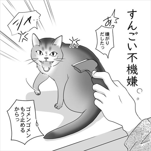 猫の直さん