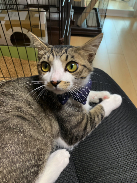 マスク姿の飼い主さんを警戒する猫ちゃん