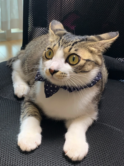 マスク姿の飼い主さんを警戒する猫ちゃん