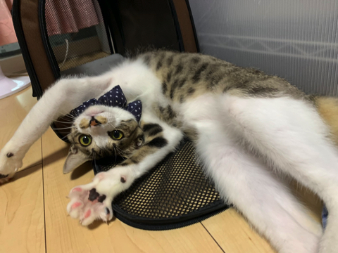 マスク姿の飼い主さんを警戒する猫ちゃん