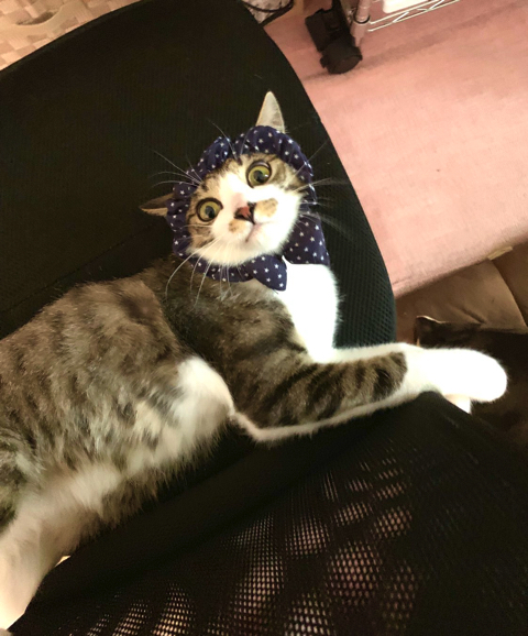 マスク姿の飼い主さんを警戒する猫ちゃん