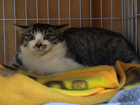 マスク姿の飼い主さんを警戒する猫ちゃん