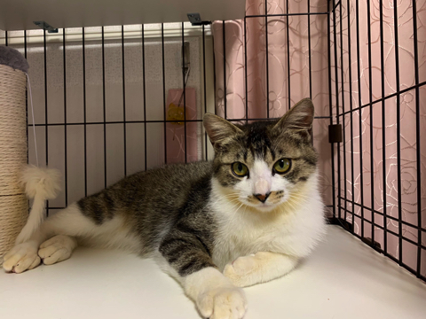 マスク姿の飼い主さんを警戒する猫ちゃん