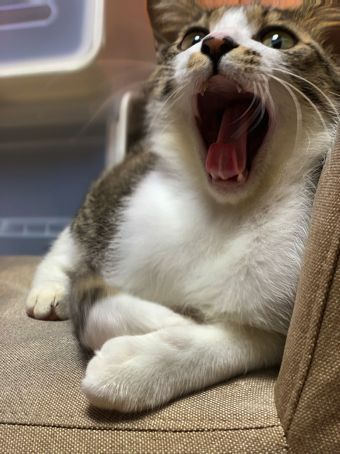 マスク姿の飼い主さんを警戒する猫ちゃん