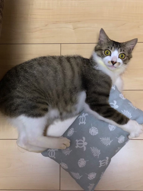 マスク姿の飼い主さんを警戒する猫ちゃん