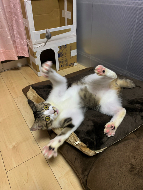 マスク姿の飼い主さんを警戒する猫ちゃん