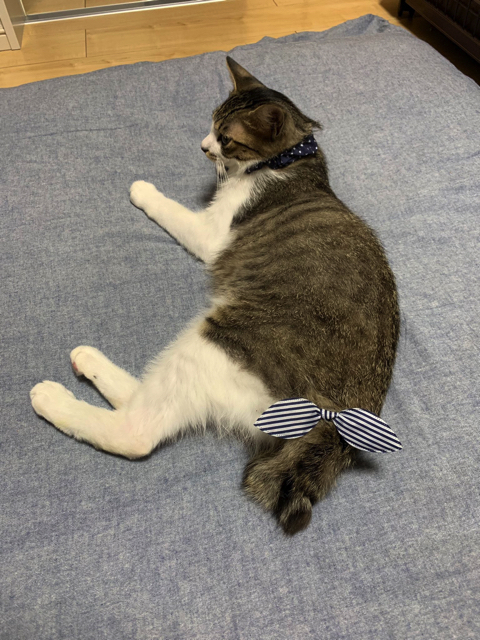 マスク姿の飼い主さんを警戒する猫ちゃん