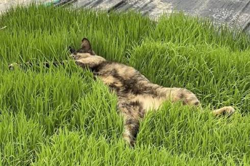 ネコ くまちゃん 苗の上で寝る 芝生じゃない