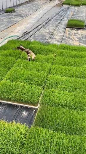 ネコ くまちゃん 苗の上で寝る 芝生じゃない