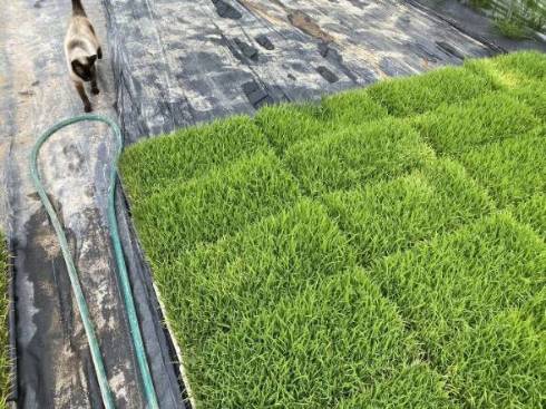 ネコ くまちゃん 苗の上で寝る 芝生じゃない