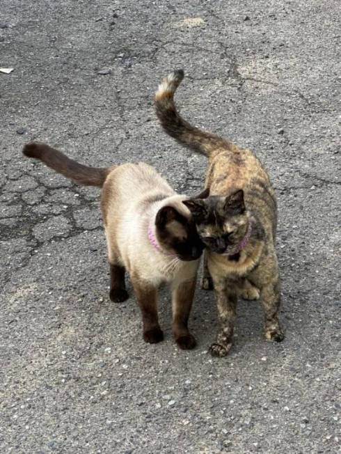 ネコ くまちゃん 苗の上で寝る 芝生じゃない