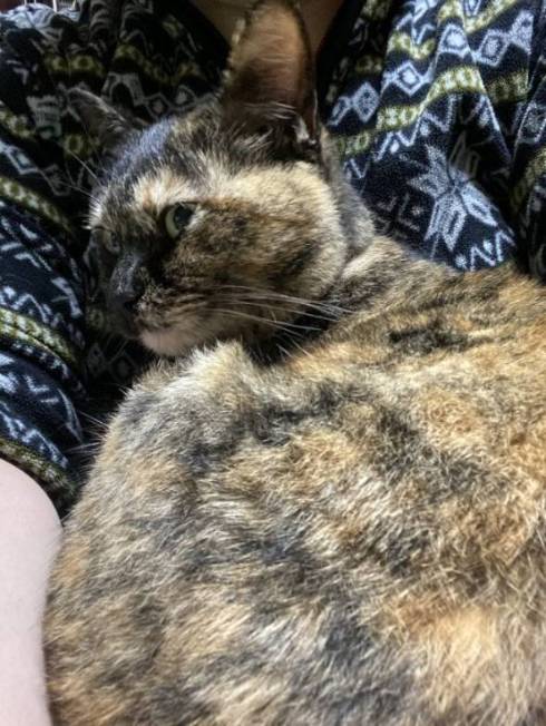 ネコ 苗の上で寝る 芝生じゃない