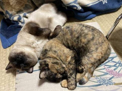 ネコ 苗の上で寝る 芝生じゃない