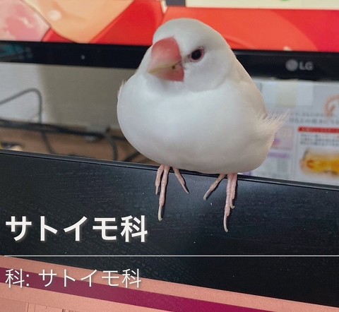 ALT