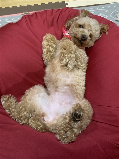 ビーズクッション 爆発