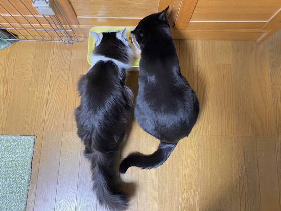 1年後のご飯タイム