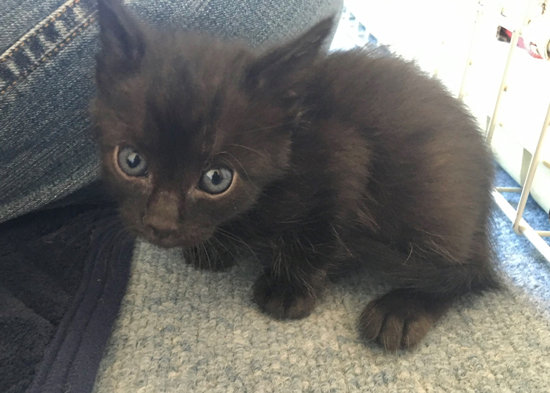 子猫あわせさん