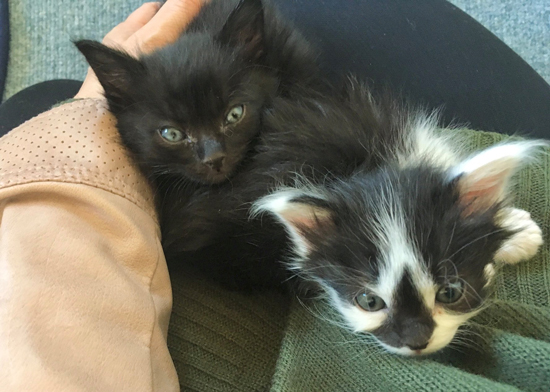 子猫あわせさんひとえさん