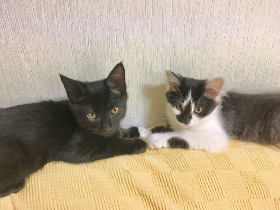 向かい合わせの子猫時代あわせさんひとえさん