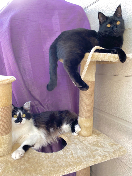 キャットタワーと2匹