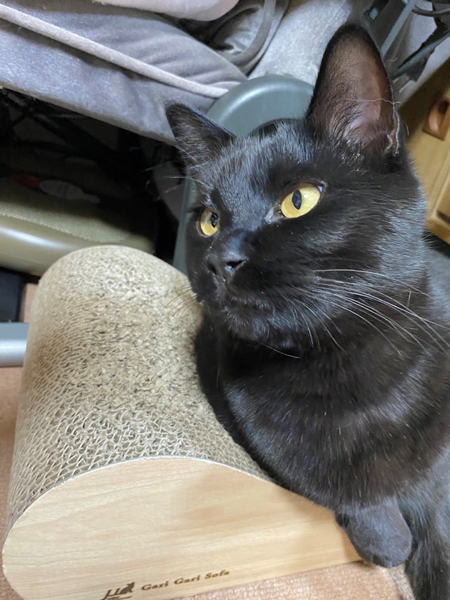 ひじ掛けあわせさん