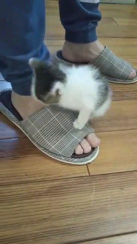 経済活動を封じる仔猫ちゃん