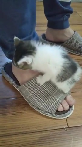 経済活動を封じる仔猫ちゃん