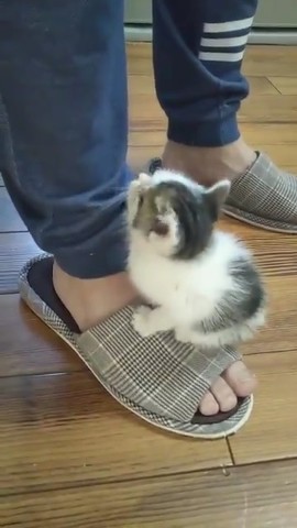 経済活動を封じる仔猫ちゃん