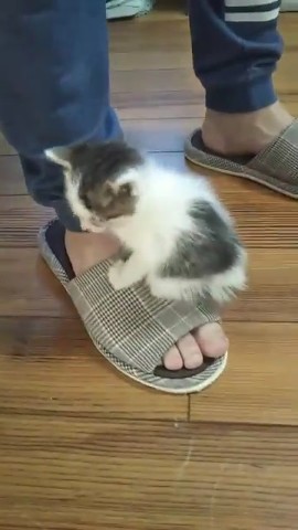 経済活動を封じる仔猫ちゃん