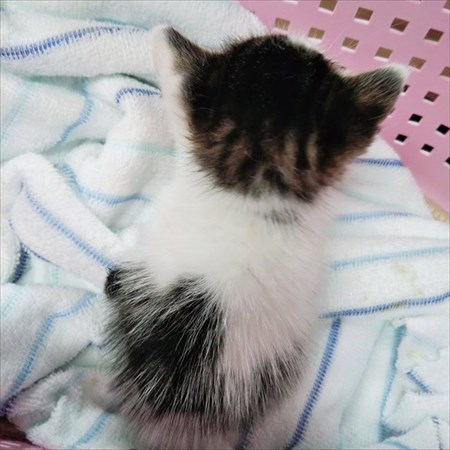 経済活動を封じる仔猫ちゃん