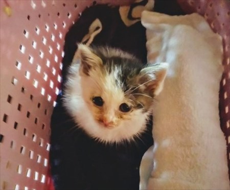経済活動を封じる仔猫ちゃん