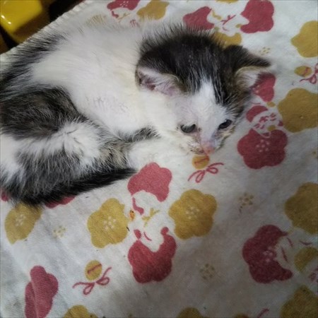 経済活動を封じる仔猫ちゃん