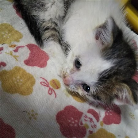 経済活動を封じる仔猫ちゃん