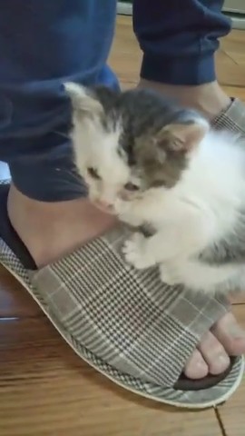 経済活動を封じる仔猫ちゃん
