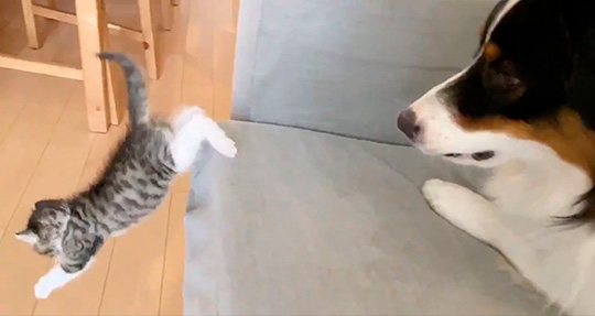 しがしがさん