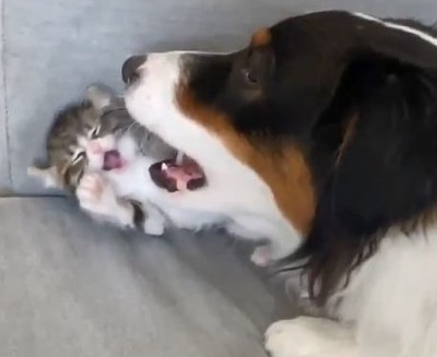 しがしがさん