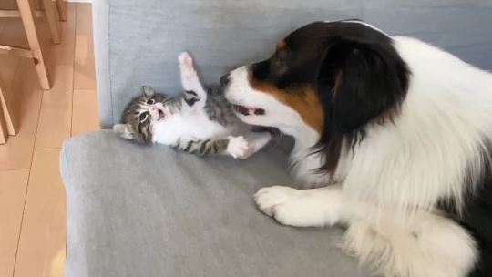 しがしがさん