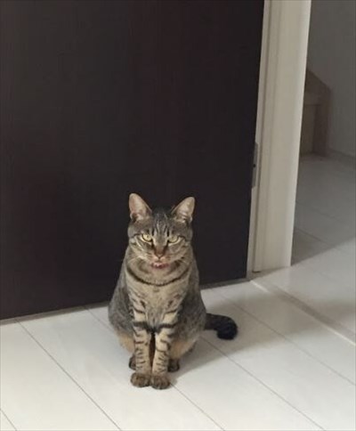 辛抱強い猫ちゃん