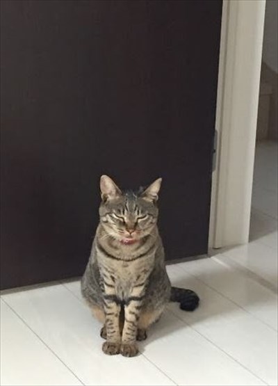 辛抱強い猫ちゃん