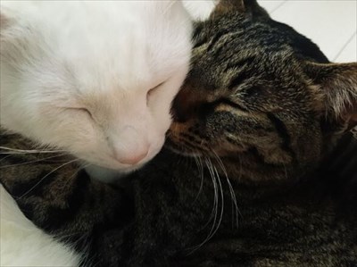 辛抱強い猫ちゃん